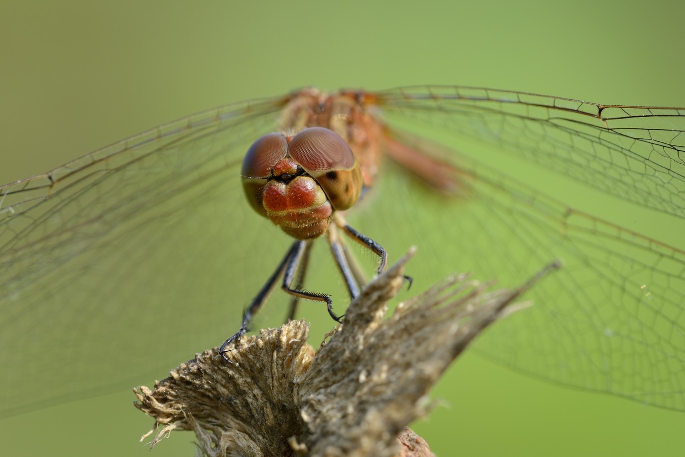 Dubbio vulgatum: Sympetrum meridionale